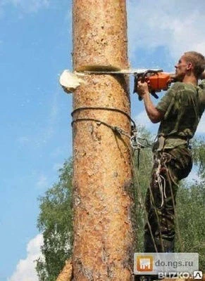 Фото Стрижка деревьев