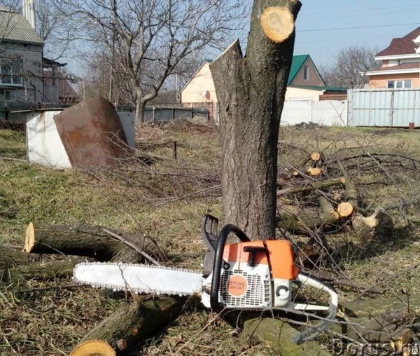 Фото Спил деревьев