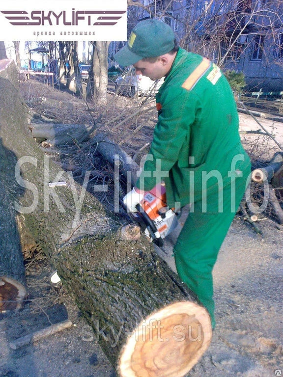 Фото Обрезка деревьев с использованием автогидроподъемника