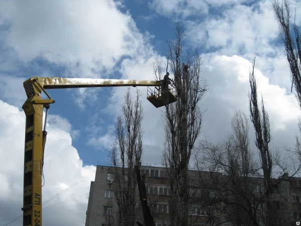 Фото Обрезка деревьев зимой