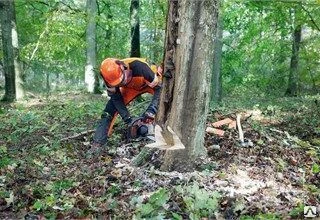 Фото Вырубка деревьев и кустарников