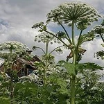 фото Удаление сорняков на участке