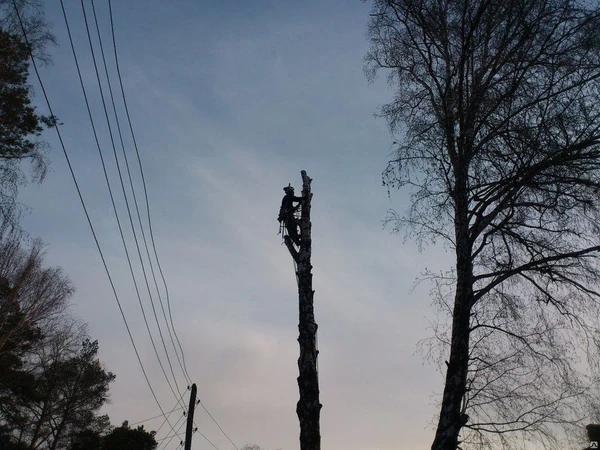 Фото Спил, снос, удаление деревьев