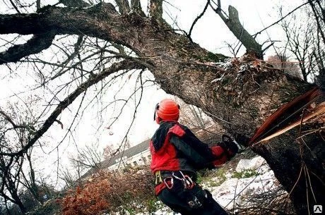 Фото Услуги по кронированию деревьев