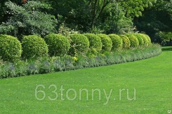 Фото Услуги покоса травы в городе