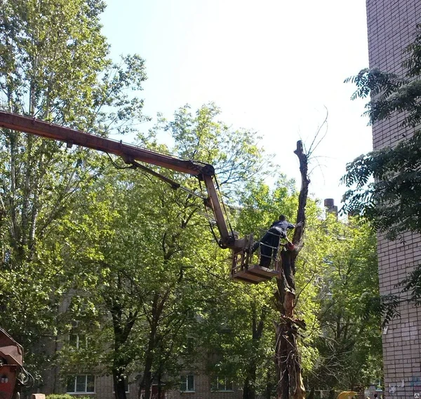 Фото Спил деревьев