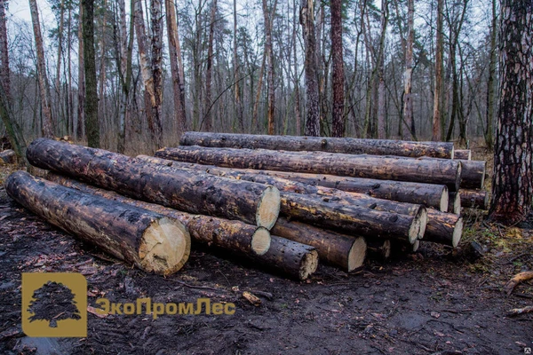 Фото Кругляк "Деловой"