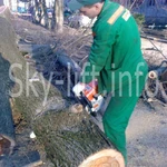 фото Обрезка деревьев с использованием фасадной люльки