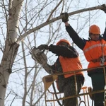 фото Обрезка тополей, кустарников, насаждений