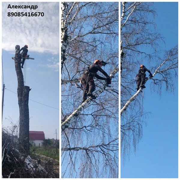 Фото Спил деревьев