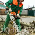 фото Спил и обрезка деревьев по городу и краю