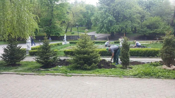 Фото Посадка голубых елей и деревьев