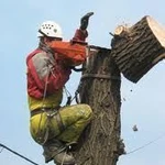 фото Услуги по спилу деревьев