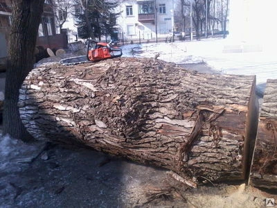 Фото Спиливание деревьев