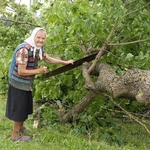 фото Спил деревьев и поросли