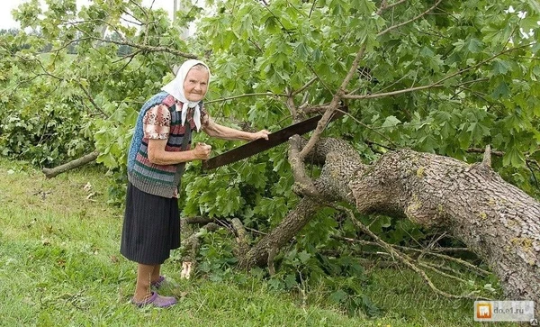 Фото Спил деревьев и поросли