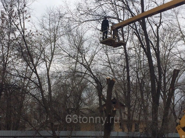 Фото Обрезка деревьев