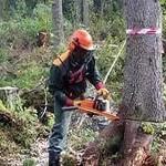 фото Спиливание деревьев на участке