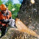 фото Услуги по спилу деревьев