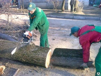 Фото Спил дерева услуги