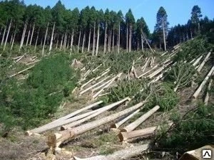 Фото Вывоз вырубленного леса на склад
в