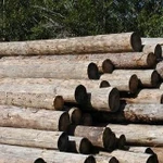 фото Бревно из липы Logs of linden / Wholesale timber
в