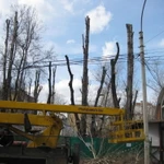 фото Опиловка деревьев без скидывания веток