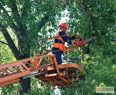 Фото Деревья вырубка любая сложность