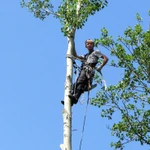 фото Спиливание деревьев