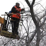 фото Обрезка деревьев