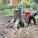 фото Спил деревьев на участке