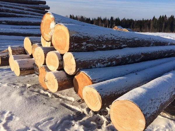 Фото Лес кругляк сосна