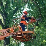 фото Валка деревьев в городских условиях