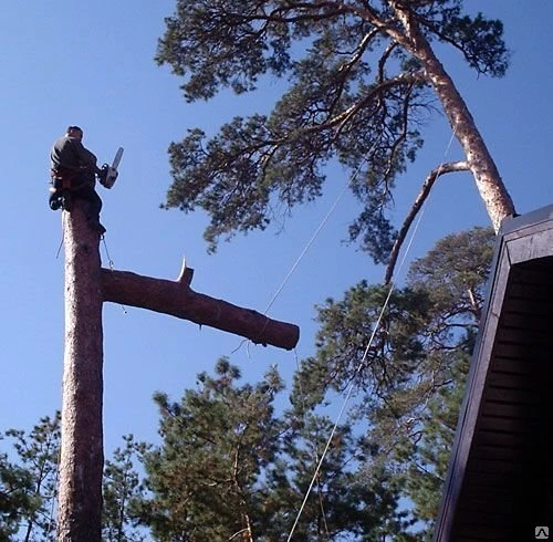 Фото Спиливание кроны сухого дерева все виды + вывоз мусора