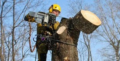 Фото Кронирование и удаление деревьев и кустарников