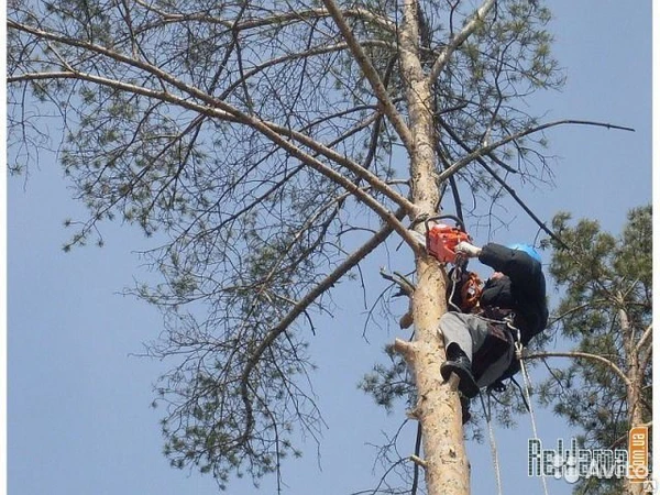 Фото Услуги по спилу деревьев. Спил любых деревьев