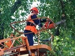 Фото Спил деревьев любой сложности