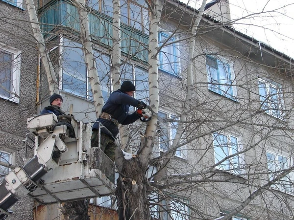 Фото Спиливание (снос) дерева на территории школы