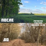 Фото №3 Расчистка участка от деревьев и кустарников