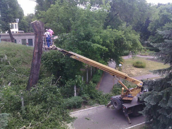 Фото Опиловка деревьев, Валка старых или обрезка садовых деревьев