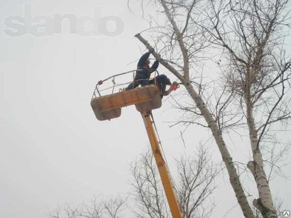 Фото Услуги по обрезке веток