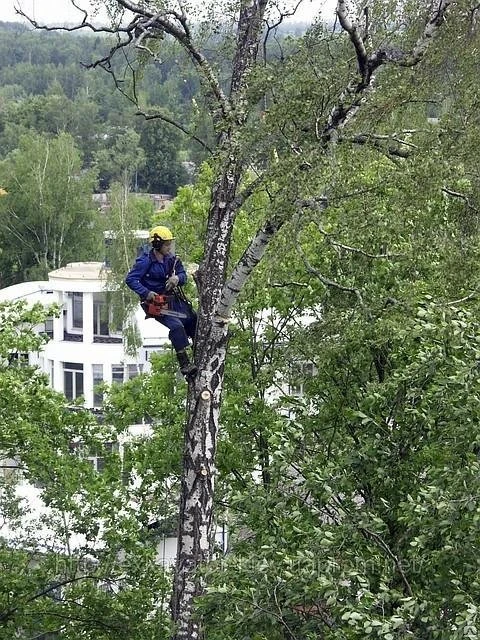 Фото Снос дерева по городу с применением альпинизма промышленного + вывоз мусора