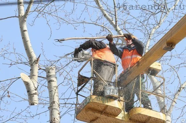 Фото Обпиливание деревьев