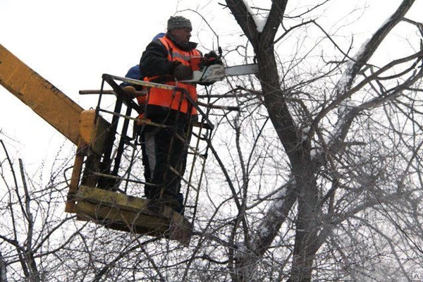 Фото Услуга расчистки участка от деревьев