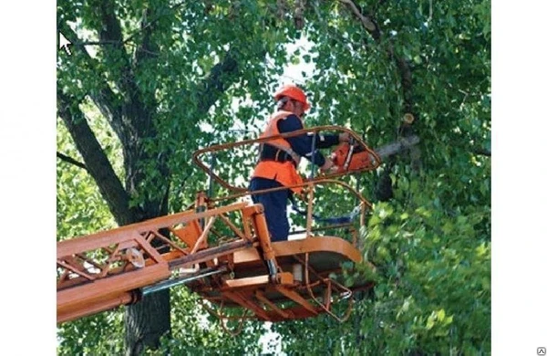 Фото Услуги валки деревьев