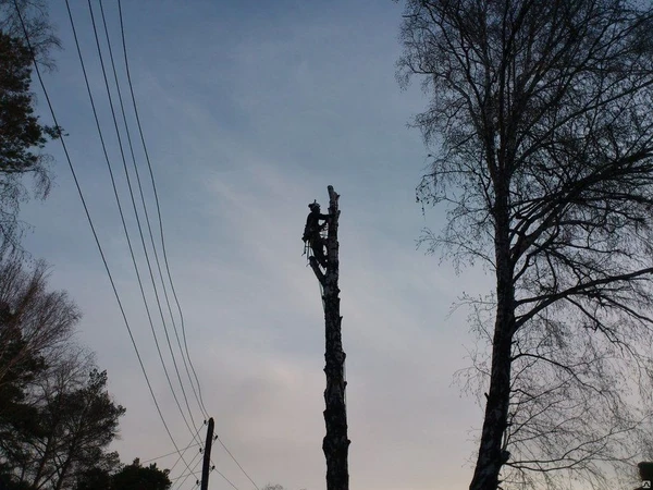 Фото Валка леса