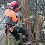 фото Кронирование и обрезка деревьев