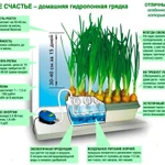 Фото №3 Луковое Счастье гидропоника для выращивания пера зёлёного лука дома на подоконнике