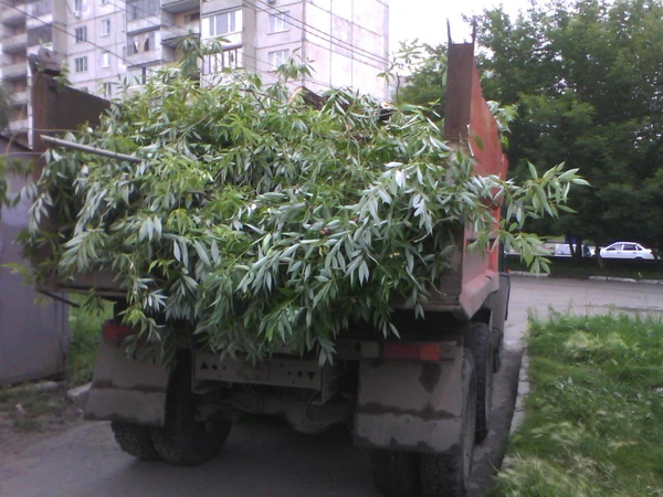 Фото Вывоз строительного мусора,  веток, литвы самосвалом КАМАЗ