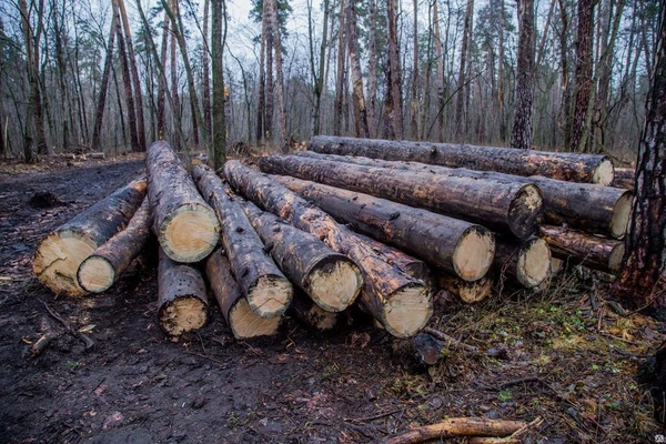 Фото Лес кругляк сухой. Сосна